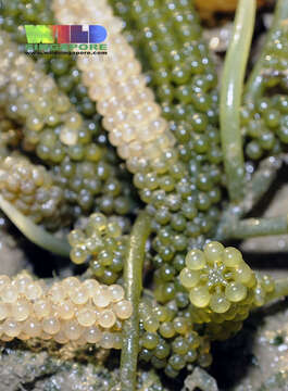 Image of chlorophytes