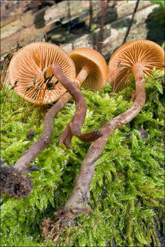 Image of Galerina marginata (Batsch) Kühner 1935