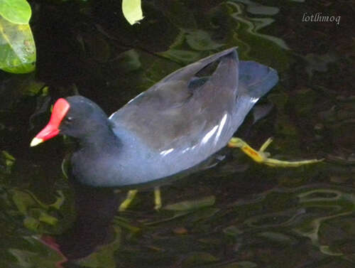 Image of Common Gallinule