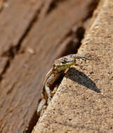 Image of Flat lizards