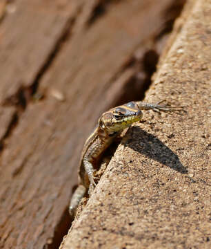 Image of Common Flat Lizard