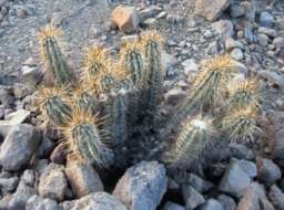 Image of Boyce Thompson hedgehog cactus