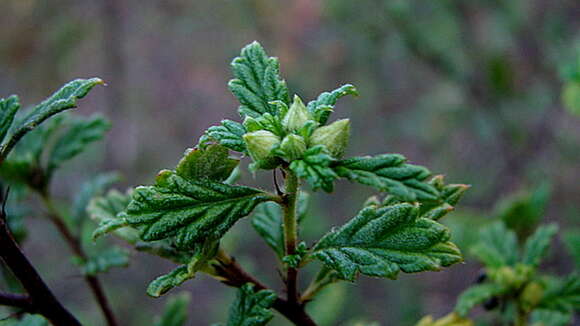 Turnera calyptrocarpa Urb.的圖片