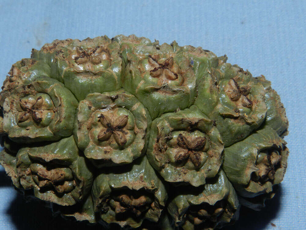 Image of Thoracocarpus