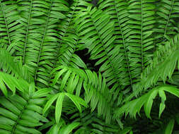 Image of angiopteris fern