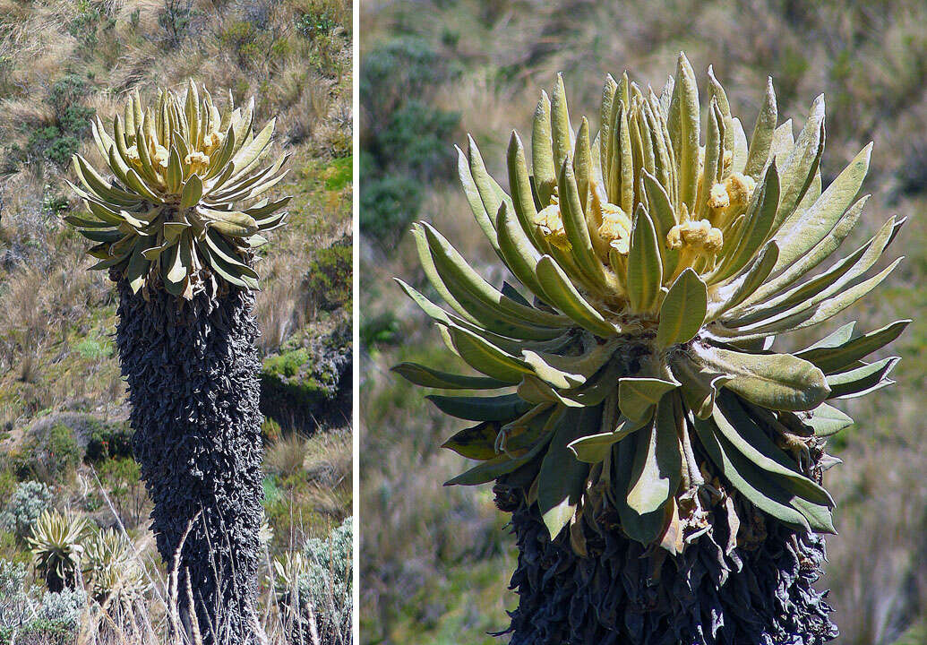 Image of Espeletia hartwegiana Cuatrec. ex Herzog