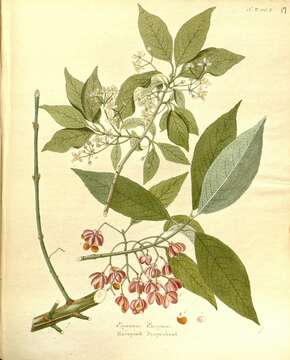 Image of Magnoliophyta