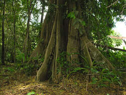 Image of dragonsblood tree