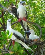 Image of Red-footed Booby