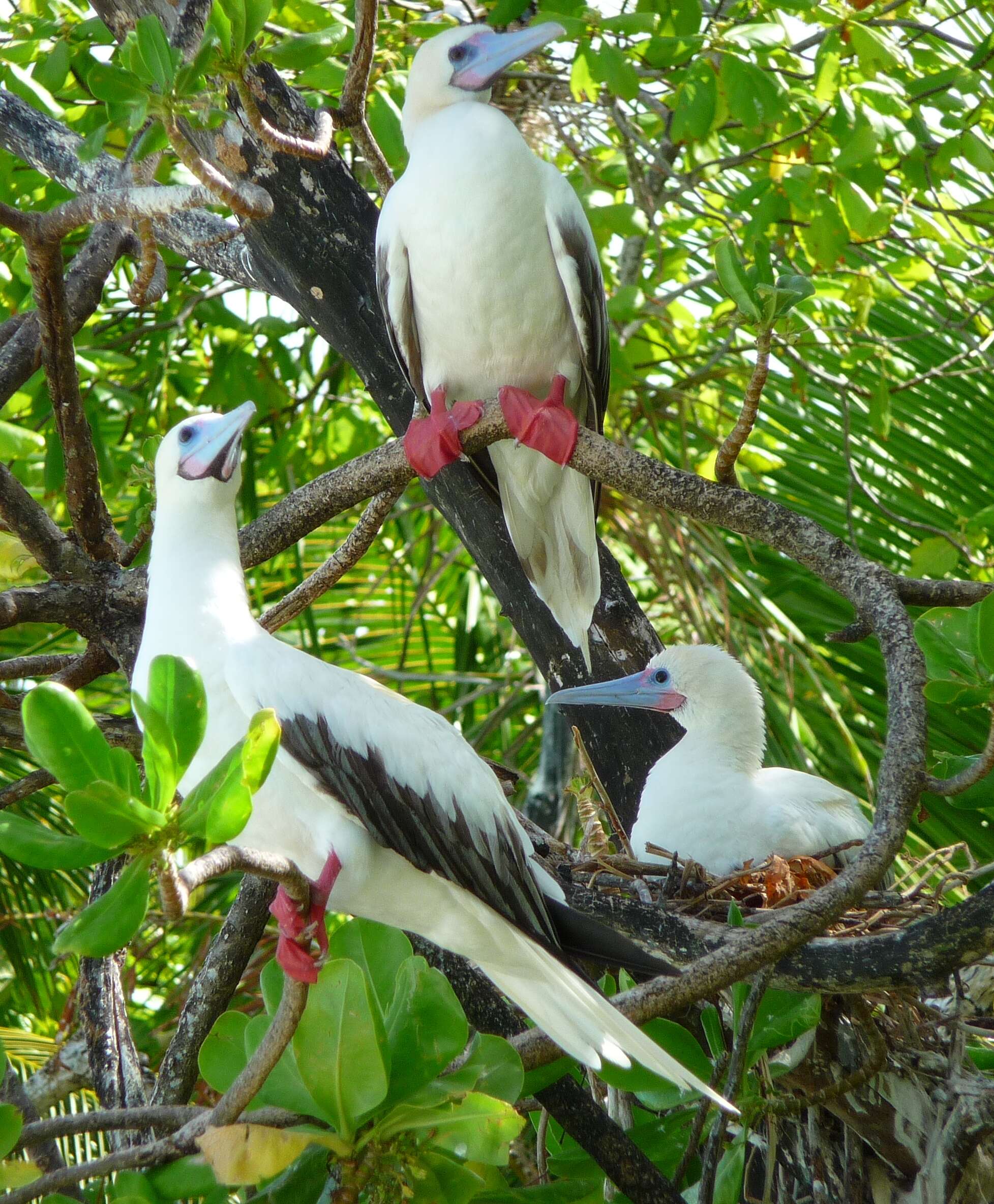 Image of Red-footed Booby