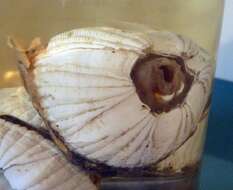 Sivun Sessilia Lamarck 1818 kuva
