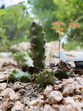 Image of Lady-finger Cactus
