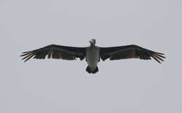 Image of pelicans