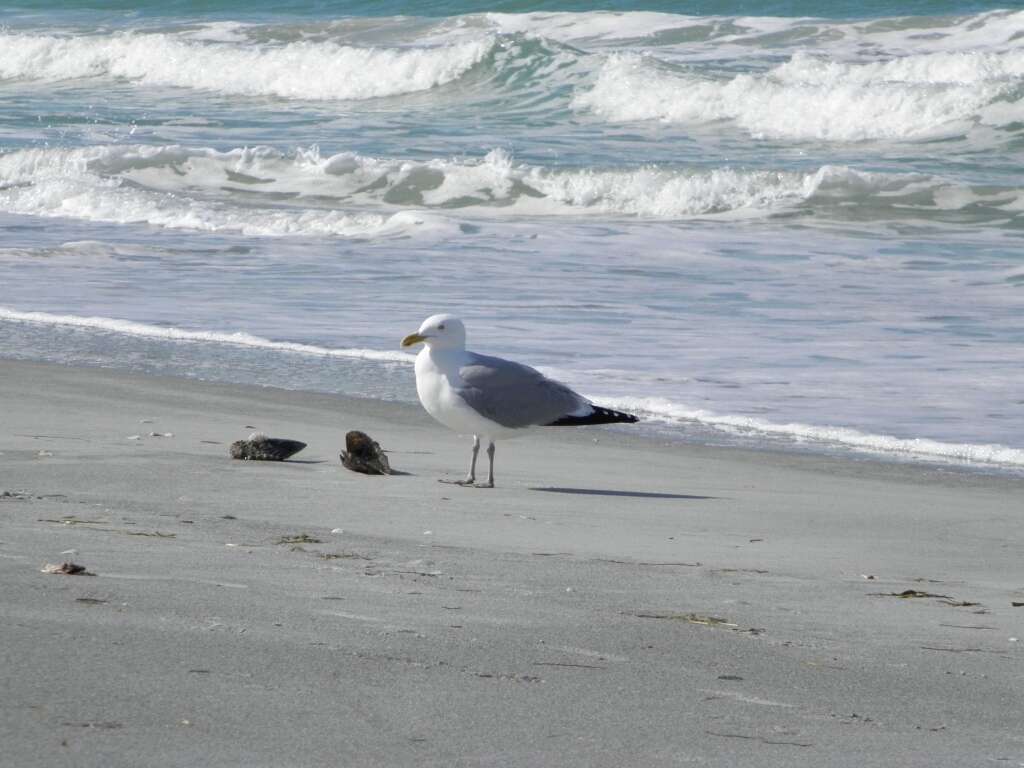 Image of Larus Linnaeus 1758