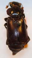 Nicrophorus (Nicrophorus) satanas (Reitter 1893) resmi