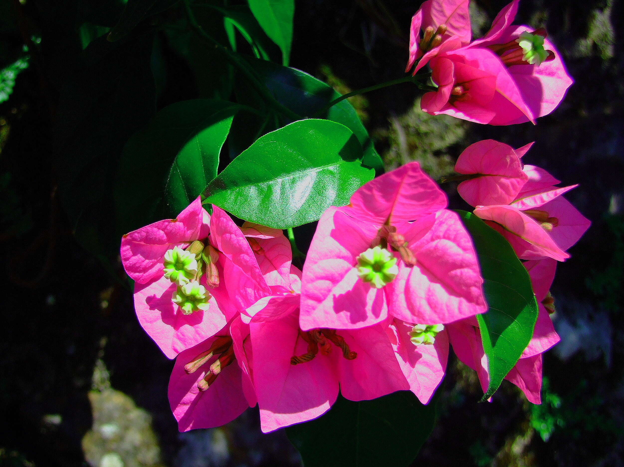 Image of bougainvillea