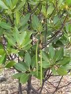 Image of Long-style stilt mangrove