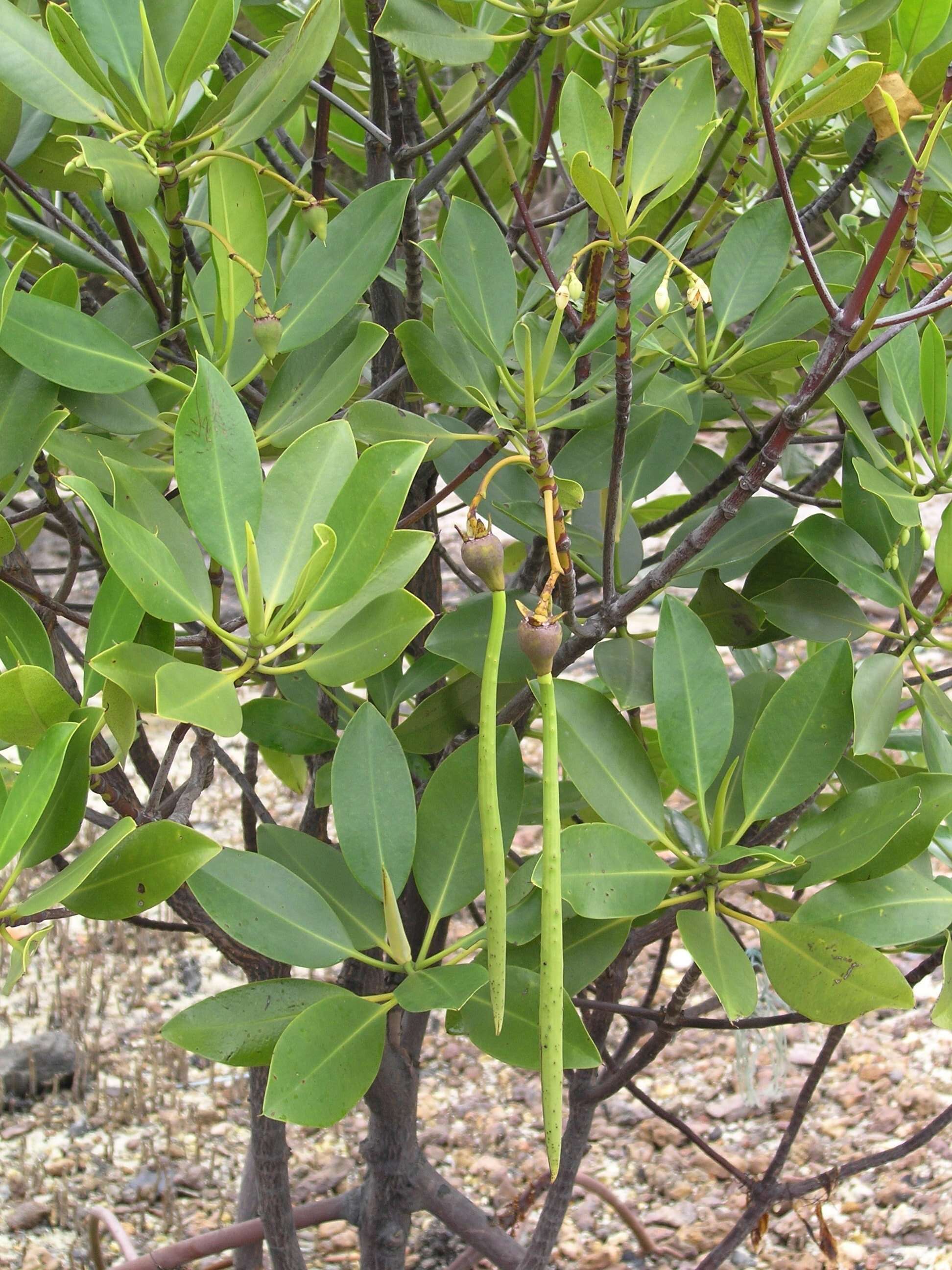 Image of mangrove