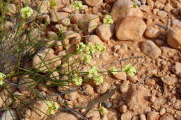Image of Charophyta