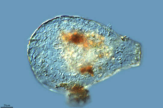 Image of Nebela collaris