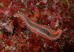 Image of Bearded Fireworm