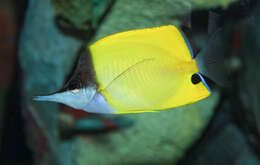 Image of Longnose butterflyfishes