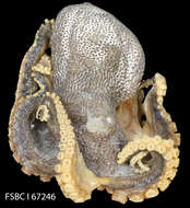 Image of cephalopods