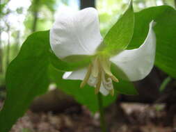 Image of White trillium