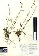 Image of red fir catchfly