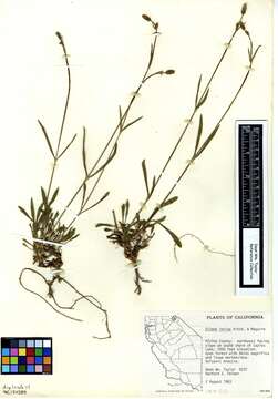 Image of red fir catchfly