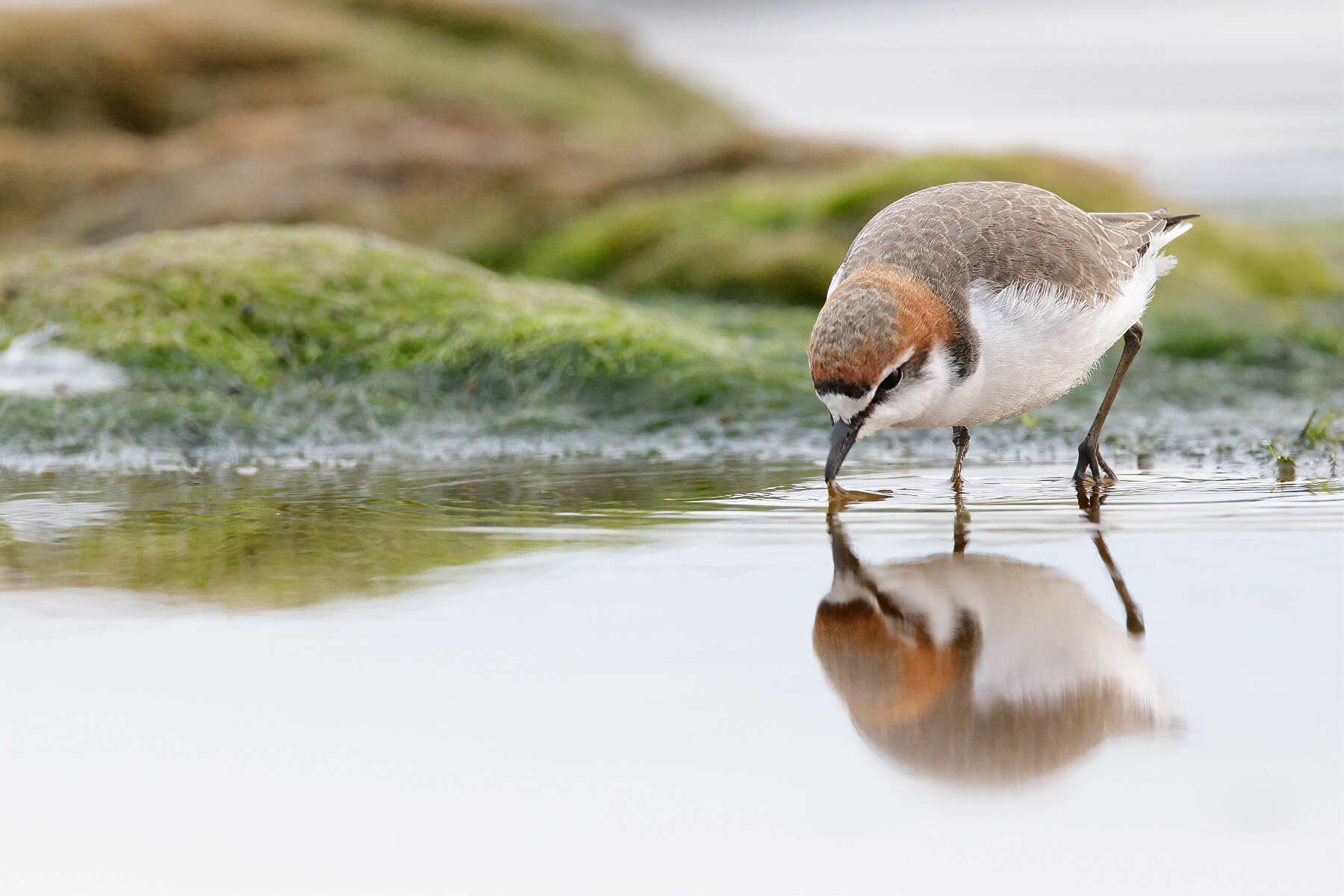 Image of Red-capped Dotterel