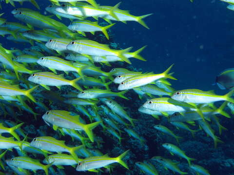 Image of Yellowfin goatfish