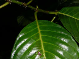 Image of Hamelia magnifolia Wernham