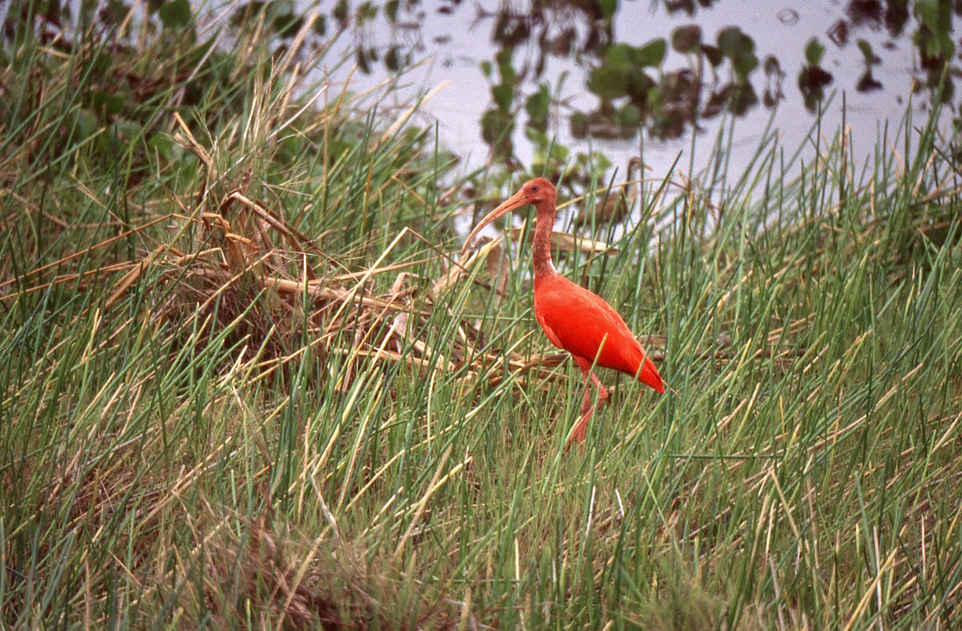 Image of Scarlet Ibis