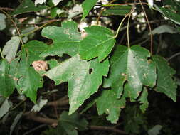 Image of maple