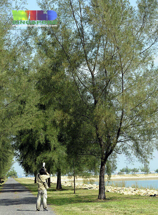 Image of beach sheoak