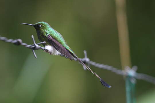 Image of Ocreatus Gould 1846