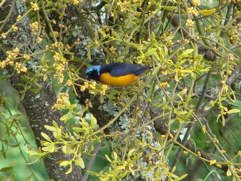 Euphonia elegantissima (Bonaparte 1838)的圖片