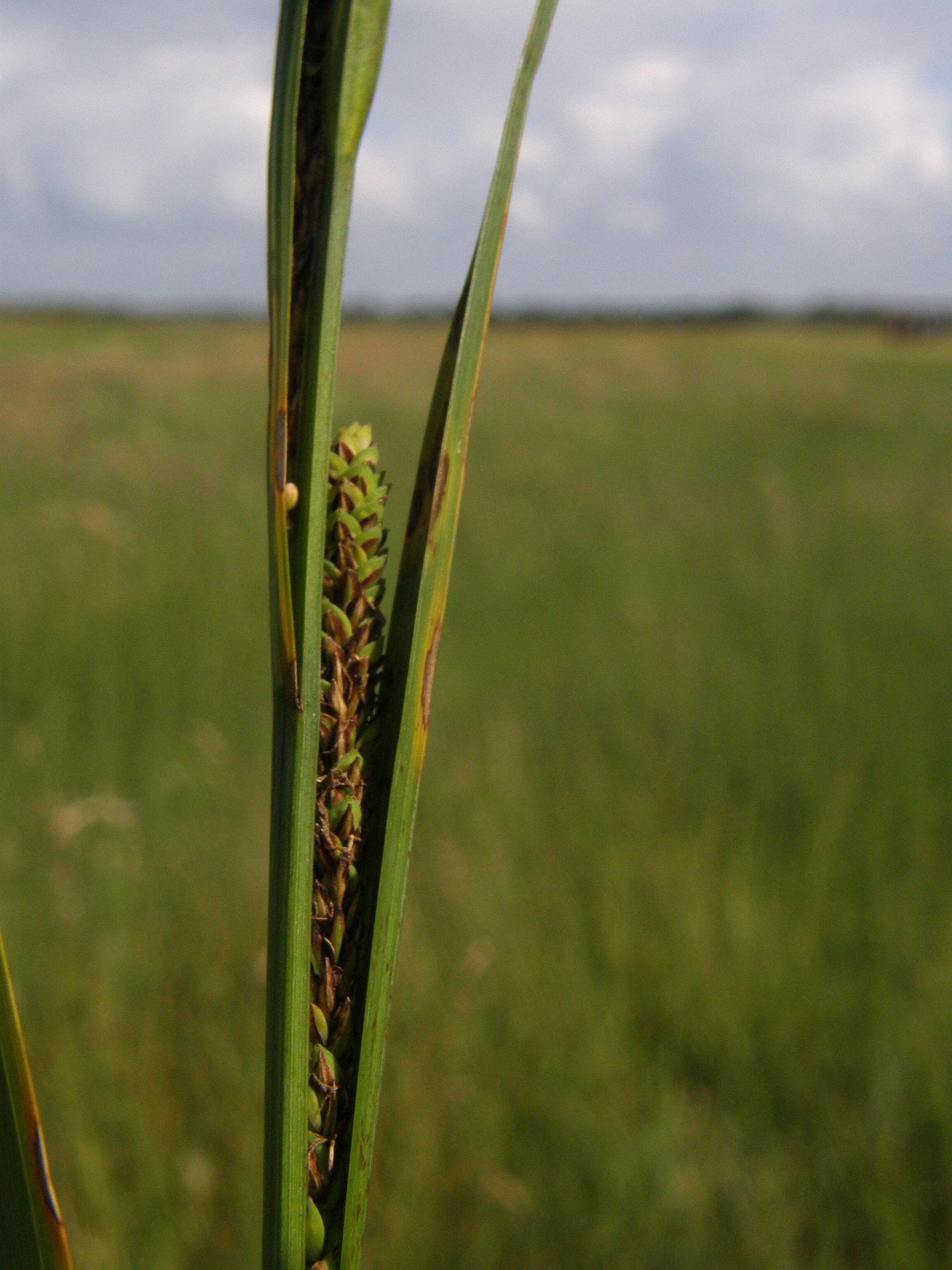 Image of Aquatic sedge