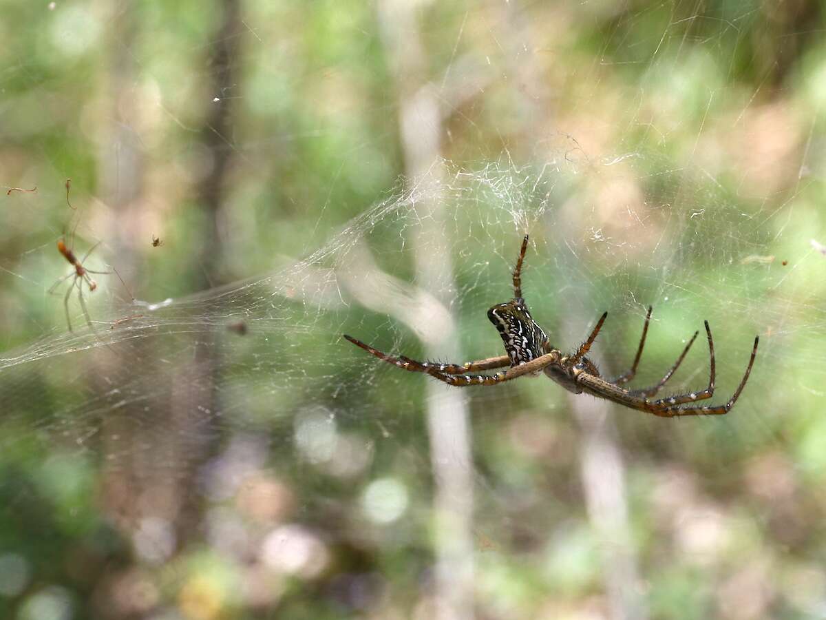 Imagem de Cyrtophora moluccensis (Doleschall 1857)