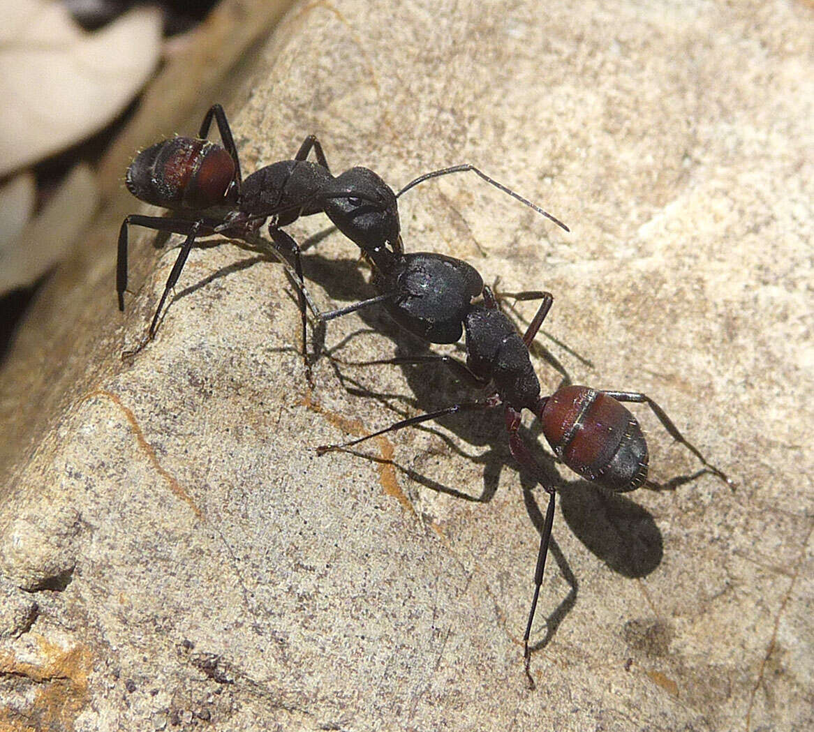 Image of Camponotus cruentatus (Latreille 1802)