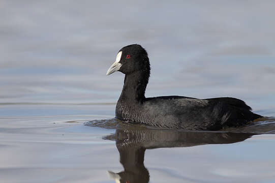 Image of Common Coot