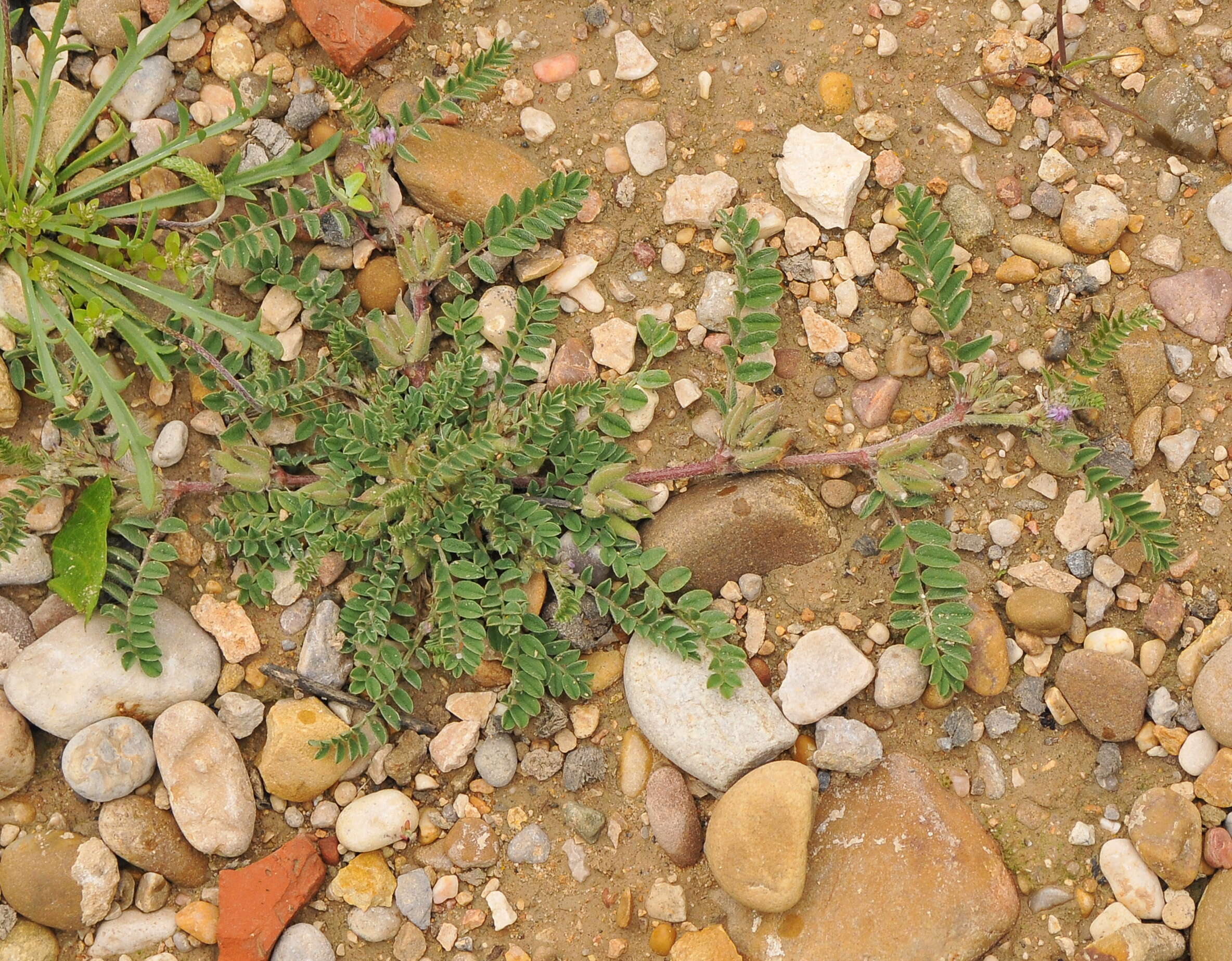 Слика од Astragalus sesameus L.