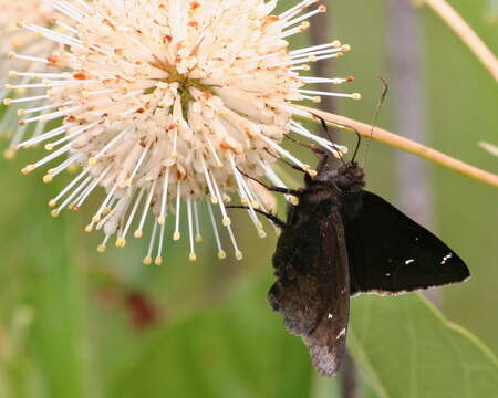 Image of Northern Cloudywing