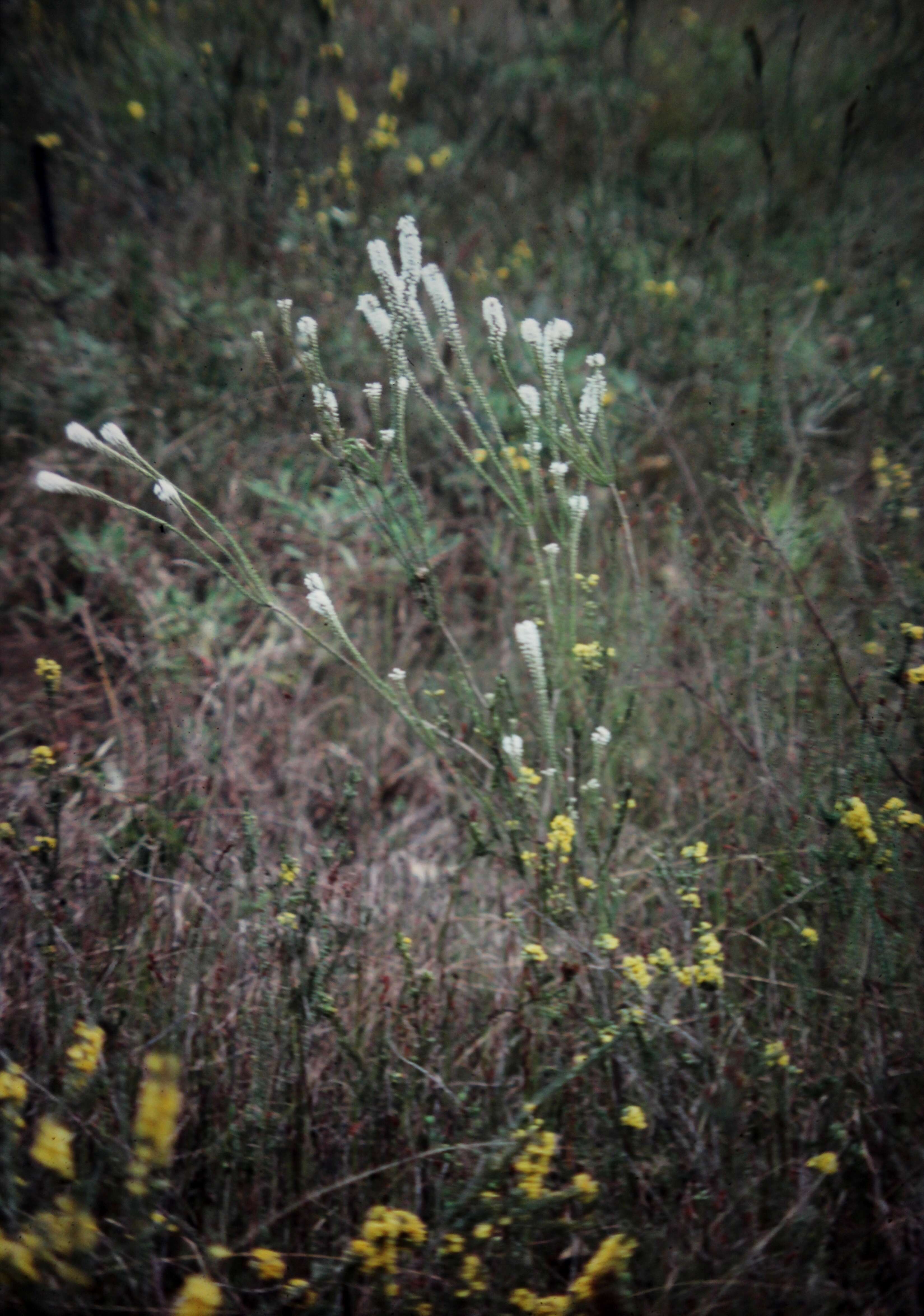 Sivun Epacris microphylla R. Br. kuva