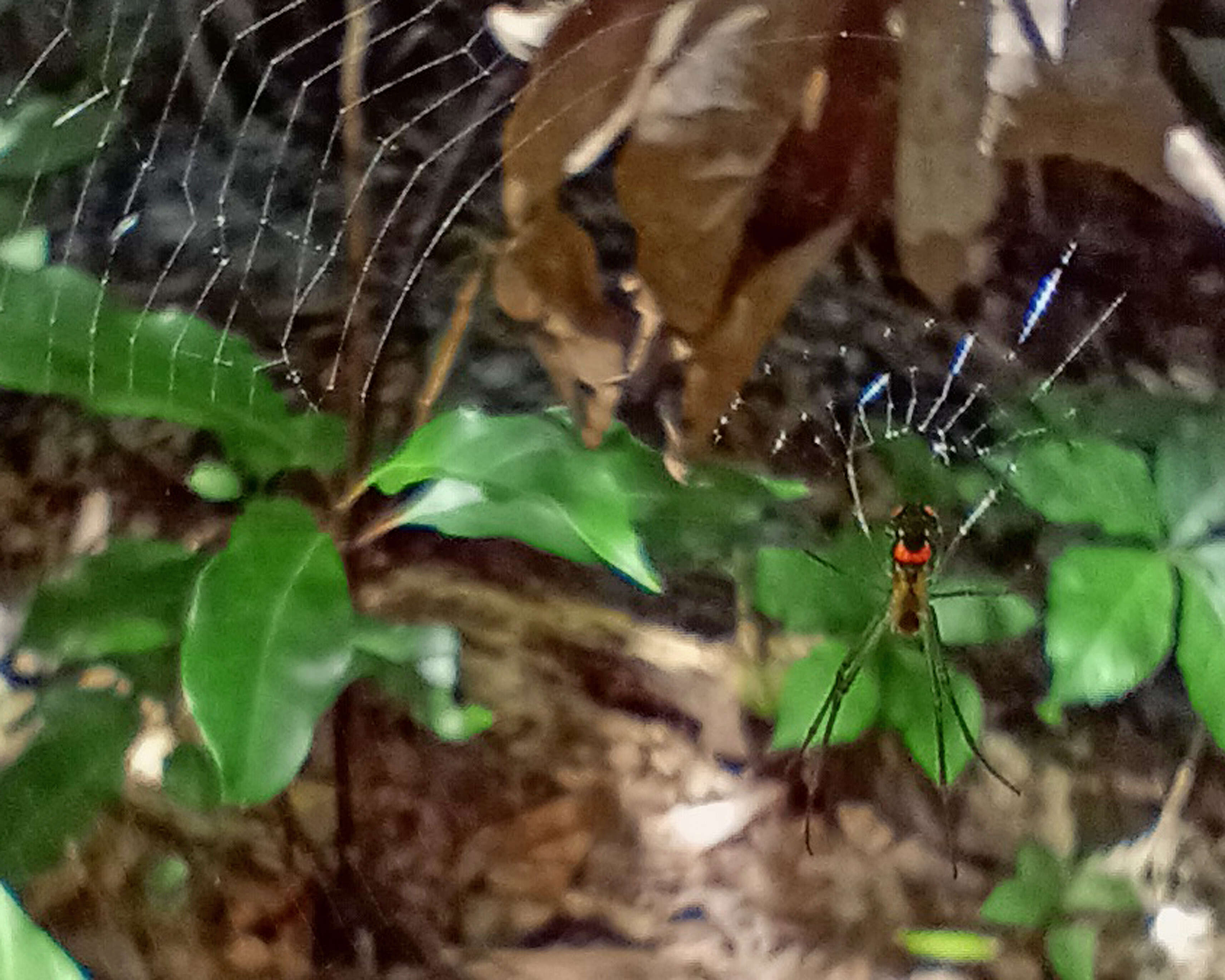 Image of Leucauge argyrobapta (White 1841)