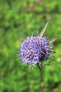 Image of Devil’s Bit Scabious