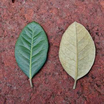 Plancia ëd Pimenta pseudocaryophyllus (Gomes) L. R. Landrum