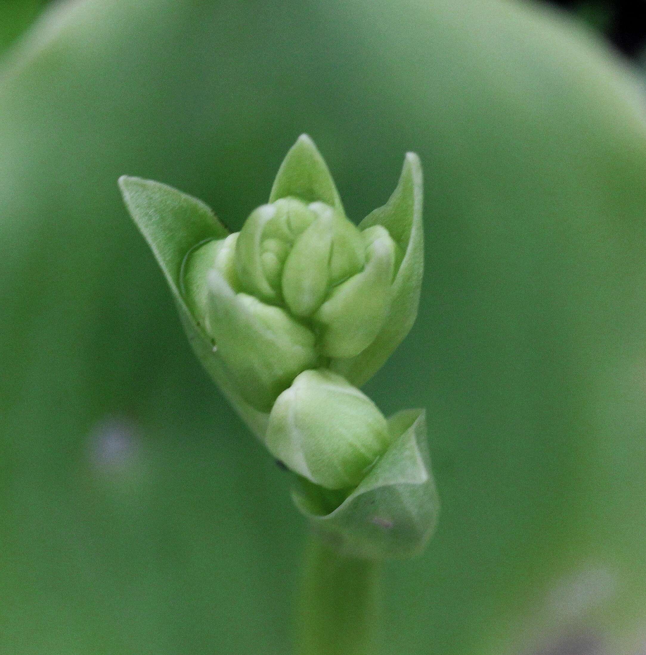 Image of Habenaria grandifloriformis Blatt. & McCann