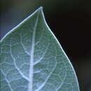 Imagem de Verbascum olympicum Boiss.